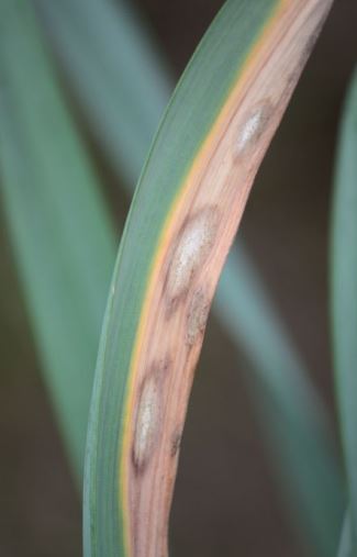 White mould leaf lesions showing a powdery, white spore mass in the central areas